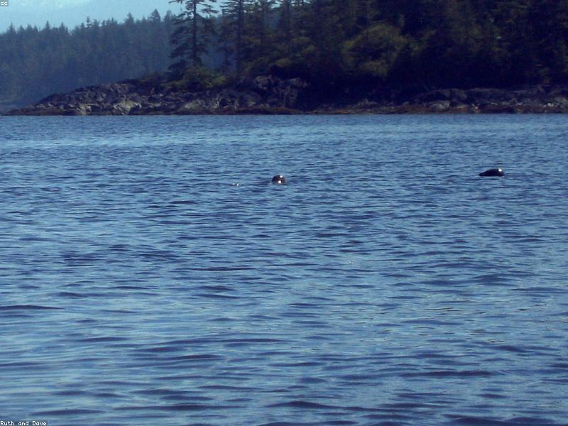 Seal Kayaking – Kaikoura