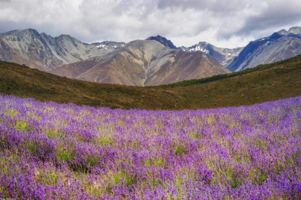 Lake Tekapo & Mt Cook Day Trip